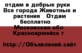 отдам в добрые руки - Все города Животные и растения » Отдам бесплатно   . Московская обл.,Красноармейск г.